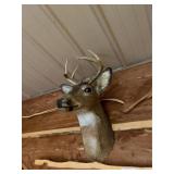 8 Point Buck Deer Mount