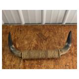 Longhorn Steer Mount