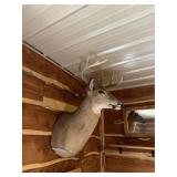 9 Point Buck Mount / Taxidermy