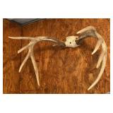 Antler Mount