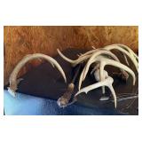 Lot of Antlers & Misc
