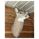 6 Point Buck Mount / Taxidermy