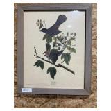 Audubon Cat Bird Art