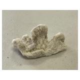 White Honeycomb Coral Fossil