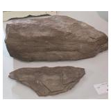 Trilobite Fragments