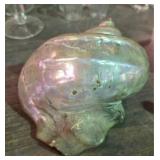 Polished Trubin Shell