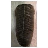 Fossil Fern Leaf