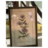 Framed Botanical Illustration Print
