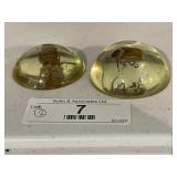 Insects Preserved in Clear Resin Dome