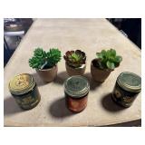 3 Adulting Candles & 3 Succulent Artificial Plants