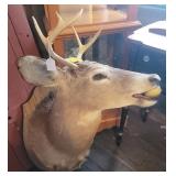 Whitetail Deer Taxidermy