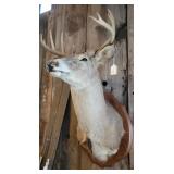 Whitetail Deer Taxidermy