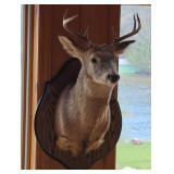 Deer Taxidermy Mount