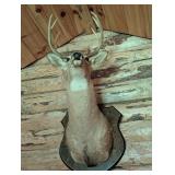 Taxidermy Whitetail Deer Mount