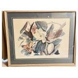 Framed John James Audubon's  Print #2