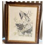 Framed John James Audubon's  Print #1