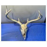 Silver Painted Skull & Antlers