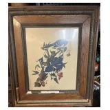 Blue Jay Framed Art