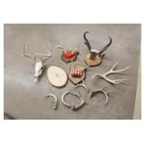 Antlers & sheds Antlers & sheds