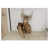 Whitetail Buck & Doe shoulder mounts Whitetail Buck & Doe shoulder mounts