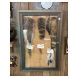 Framed tails in showcase