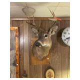 Deer Mount