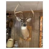 Deer Mount