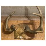 Antler mount - unusual dude.
