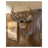 Mounted Deer- 8 point