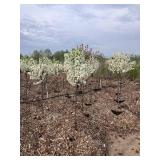 Choice Tree: Lollipop Crab Apple (1 or 2)