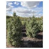 Choice Tree: Serbian Spruce (1 or 2)