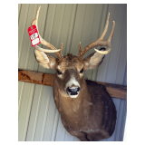 Whitetail Deer Taxidermy Shoulder Mount