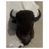 Buffalo Bull Bison Mount