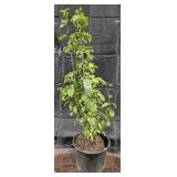 Japense Snowball Voburnum