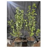 2- Japense Snowball Voburnum