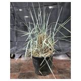 Ornamental Grass, Blue Dune