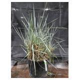 Ornamental Grass, Blue Dune