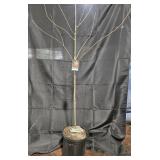 Persimmon Tree