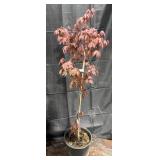 Bloodgood Japanese Maple