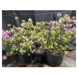 2- Herbert Azaleas