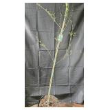 Weeping Willow Tree