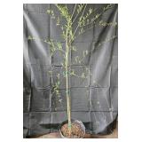 Weeping Willow Tree