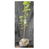 Bing Cherry Tree