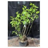 Phantom Hydrangea