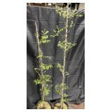 2- Blue Wisterias