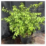Burning Bush Euonymus