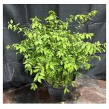 Burning Bush Euonymus