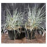 2- Ornamental Grass, Blue Dune