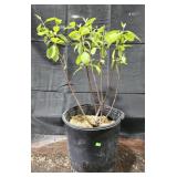 Redtwig Dogwood