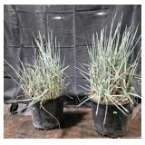 2- Ornamental Grass, Blue Dune